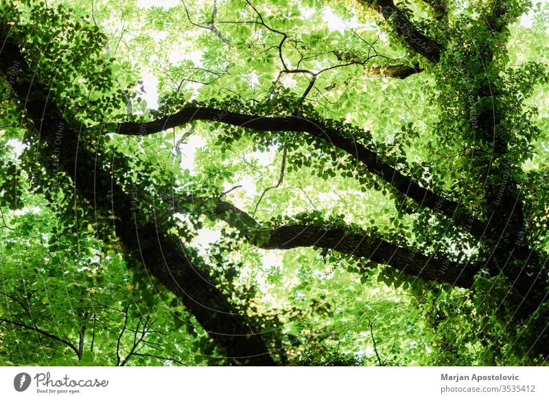 Üppig grüne Blätter im tiefen Wald im Frühling abstrakt Hintergrund schön Schönheit Buchsbaum botanisch Botanik Ast hell Farbe Erhaltung Tag Design Öko Ökologie