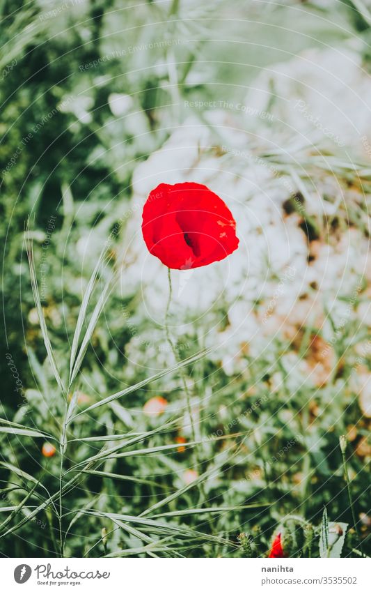 Wunderschöner roter Mohn blüht im Frühling intensiv Blume Blütezeit Blühend blühend wunderschön Hintergrund Saison saisonbedingt grün Farbe pulsierend