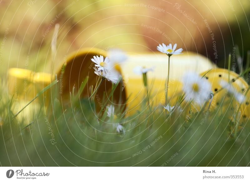 im Gras liegen Erholung ruhig Natur Pflanze Frühling Sommer Schönes Wetter Gänseblümchen Garten Wiese Blühend gelb grün Gefühle Lebensfreude Gießkanne Farbfoto