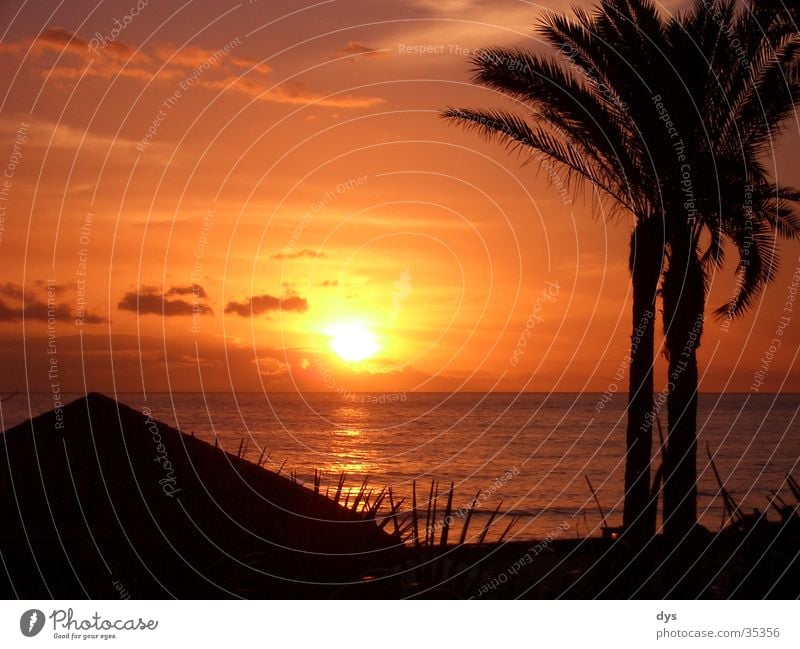 Ein perfekter Sonnenuntergang Spanien Palme Wasser Meer Atlantik Pazifik Wolken Himmel rot orange Leidenschaft schwarz Insel Ferien & Urlaub & Reisen