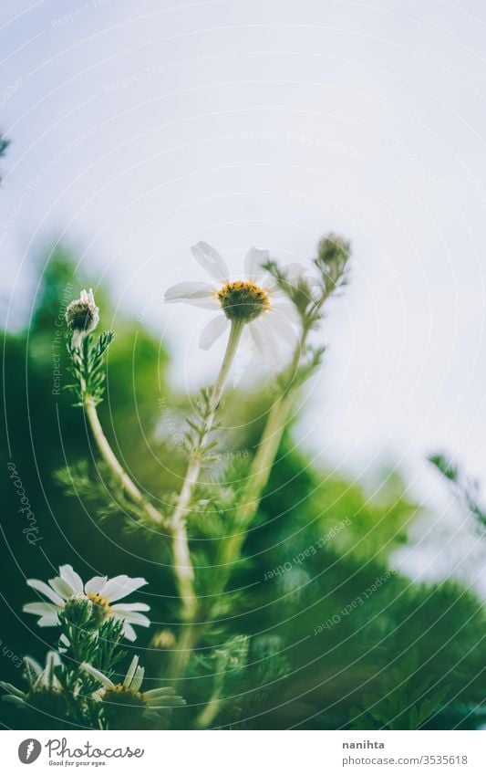 Schöner Gänseblümchen-Hintergrund im Frühling Margeriten Blumen abstratc schön grün saisonbedingt frisch Blütezeit blühend lieblich wenig Bokeh wild frei