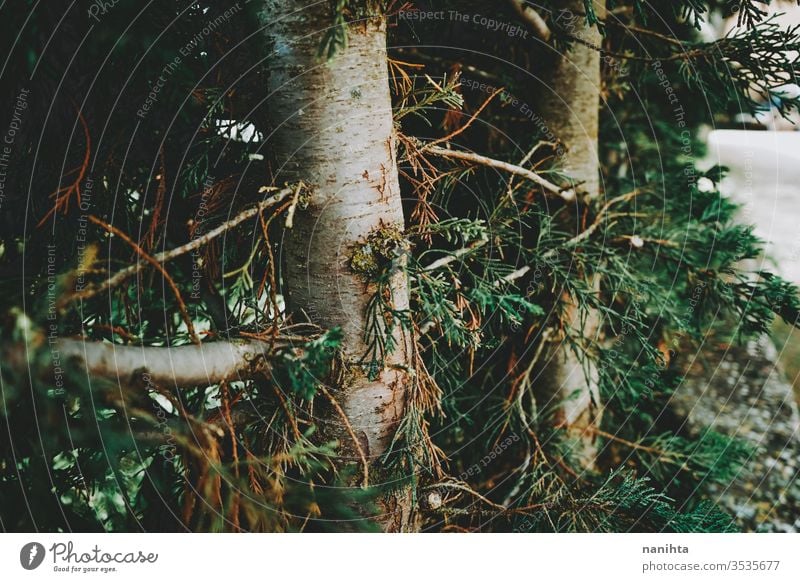 Wunderschöner Herbsthintergrund mit immergrünen Blättern Natur Immergrün fallen Hintergrund Tanne wild frisch Baum Wald Detailaufnahme Makro abschließen