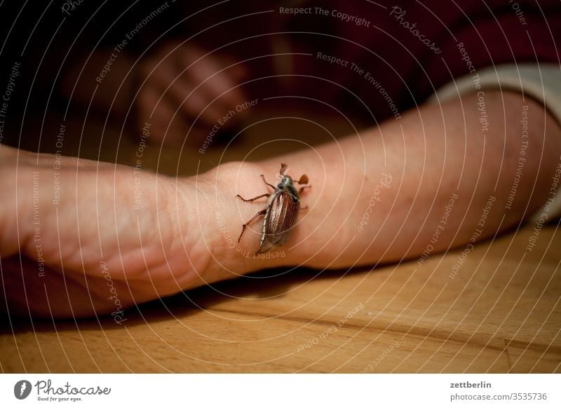 Maikäfer maikäfer melolontha insekt sommer dunkel arm hand krabbeln garten kriechen abend nacht