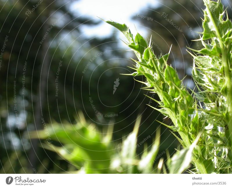 stachelig Distel grün Wald Planze Stachel Natur Makroaufnahme