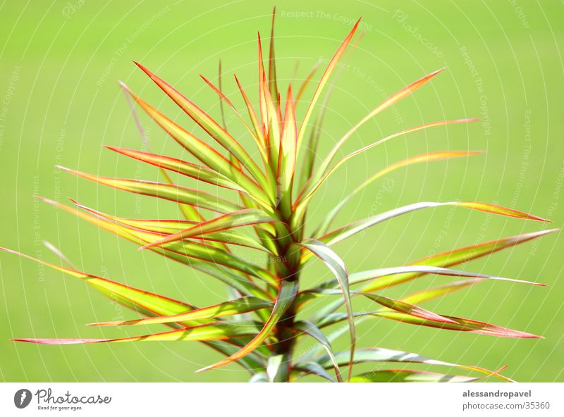 Grüne Pflanze grün Blume manuelle Aufnahme