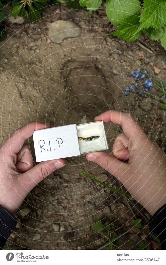 Günther, ein Endler Guppy, der fröhlich im Aquarium lebte, ist tot. Seine Beerdigung findet an der Hecke statt. Wohl gebettet liegt der Minifisch im Sarg, eine Streichholzschachtel, die von jungen Händen über das ausgehobene Grab gehalten wird. R.I.P.