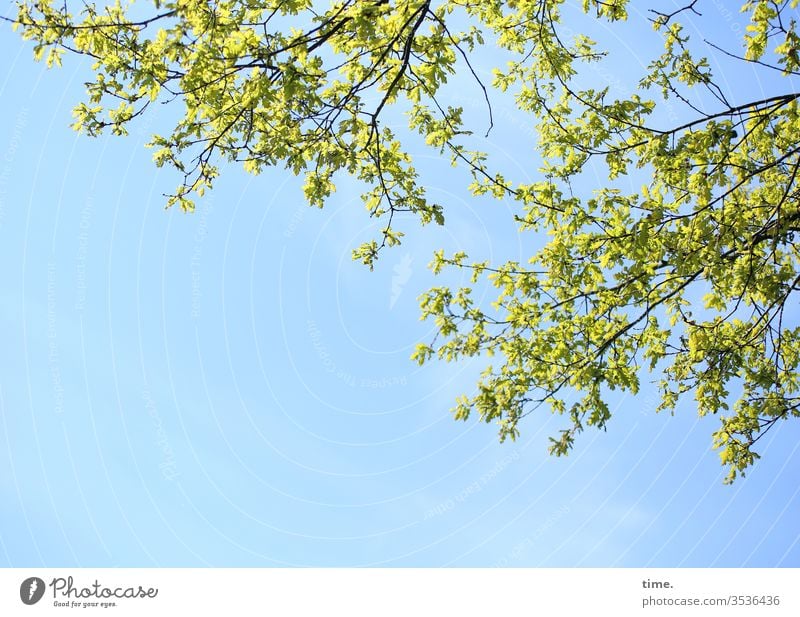 aufgeweckt himmel sonnenlicht ast zweig leben aufbruch frühling frühjahr Aufwachen frisch lebendig lebensfreude lebenslust lebenshungrig grün