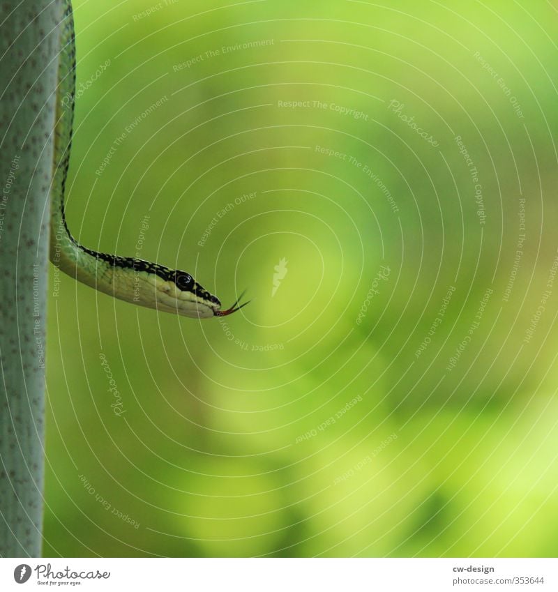 WIE EIN POLITIKER Umwelt Natur Landschaft Sommer Bambus Garten Park Wildtier Schlange 1 Tier hängen grün Farbfoto mehrfarbig Außenaufnahme Textfreiraum rechts