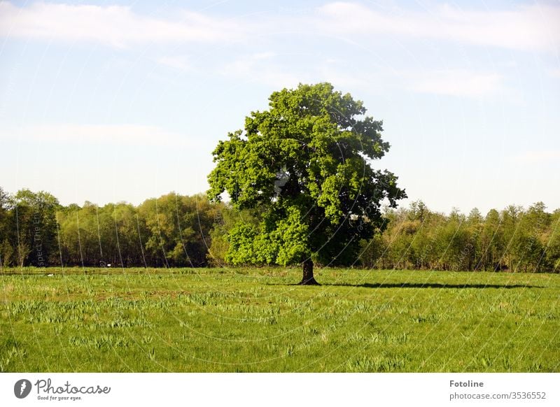 Ein wunderschöner, freistehender Baum auf einer grünen Wiese im Naturschutzgebiet Ilkerbruch Himmel Wolken blau Gras Landschaft Tag Farbfoto Außenaufnahme