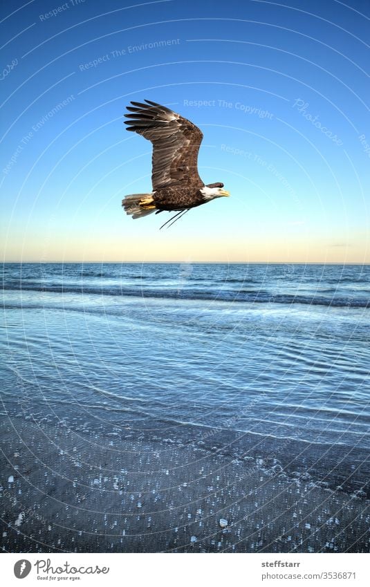 Weißkopfseeadler Raubvogel Haliaeetus leucocephalus fliegt über den Ozean Weisskopfseeadler Fliege fliegen Greifvogel Vogel