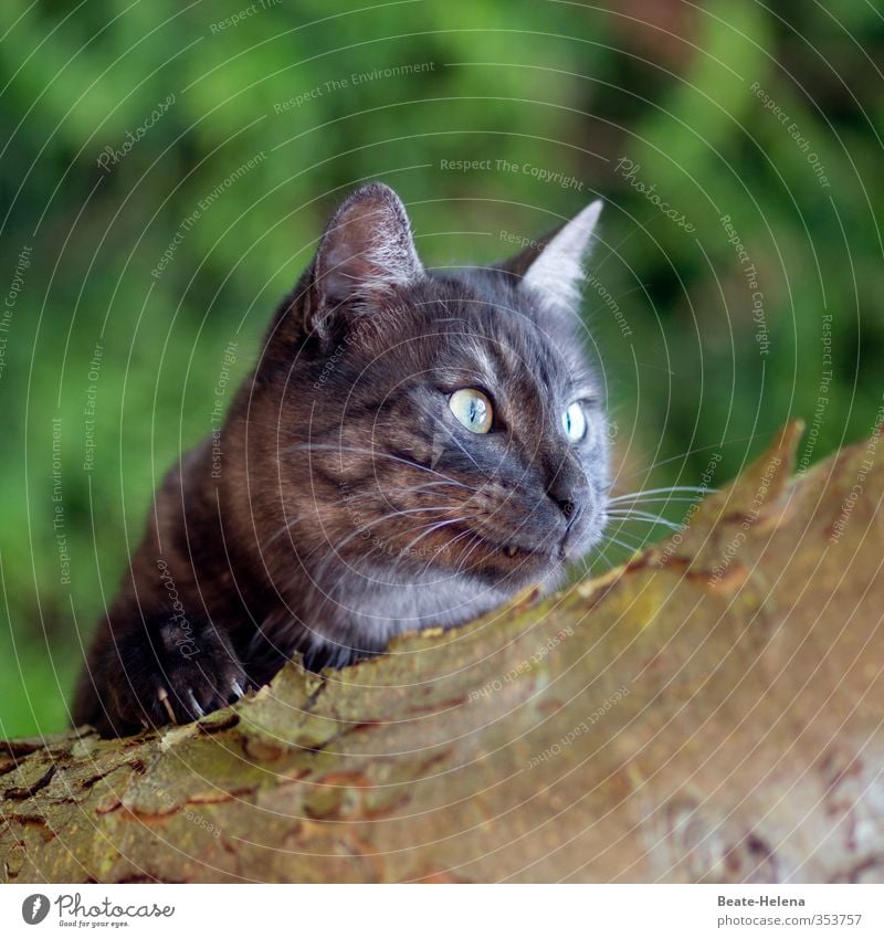 manchmal ist es unerlässlich, Krallen zu zeigen Zufriedenheit Jagd Fitness Sport-Training Natur Tier Katze Tiergesicht festhalten genießen kämpfen leuchten