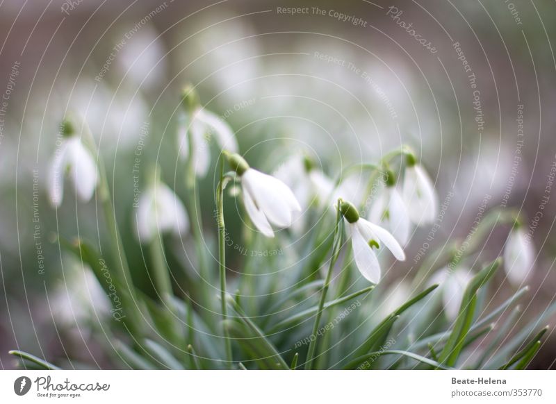 Wir läuten den Frühling ein! Natur Pflanze Blume Schneeglöckchen Garten Park atmen genießen Freundlichkeit Fröhlichkeit schön positiv Sauberkeit grün weiß