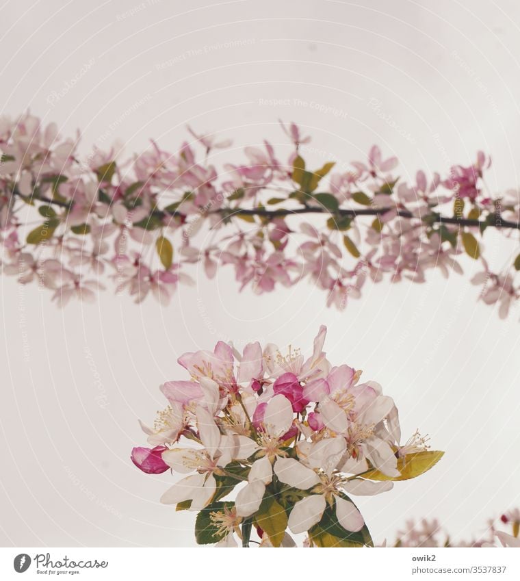 Girlande Baumblüte Frühling Natur Idylle Außenaufnahme Farbfoto Blüte Pflanze Zweig klein Menschenleer Nahaufnahme Ast weiß blühen Blüten Detailaufnahme