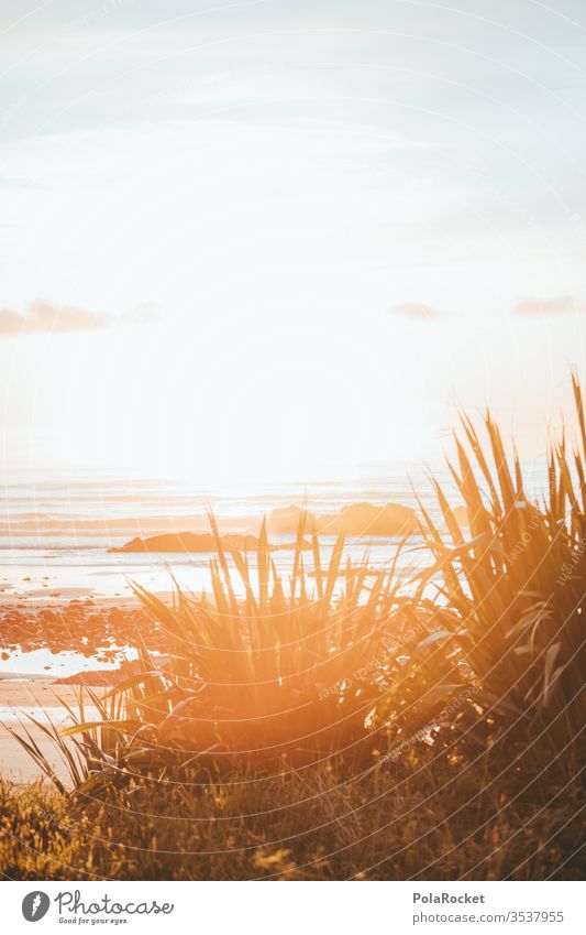 #As# Meerespalmen Düne Dünengras dünenlandschaft Dünenkamm Dünenschutz Dünenweg Gras Strand Küste Himmel Außenaufnahme Landschaft Natur Farbfoto Felsen