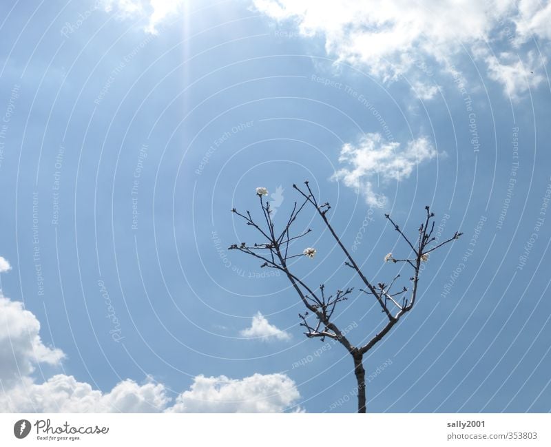 Ein Hauch von Frühling... Natur Pflanze Himmel Wolken Sonne Sonnenlicht Schönes Wetter Baum Obstbaum Blühend leuchten ästhetisch hell klein oben blau