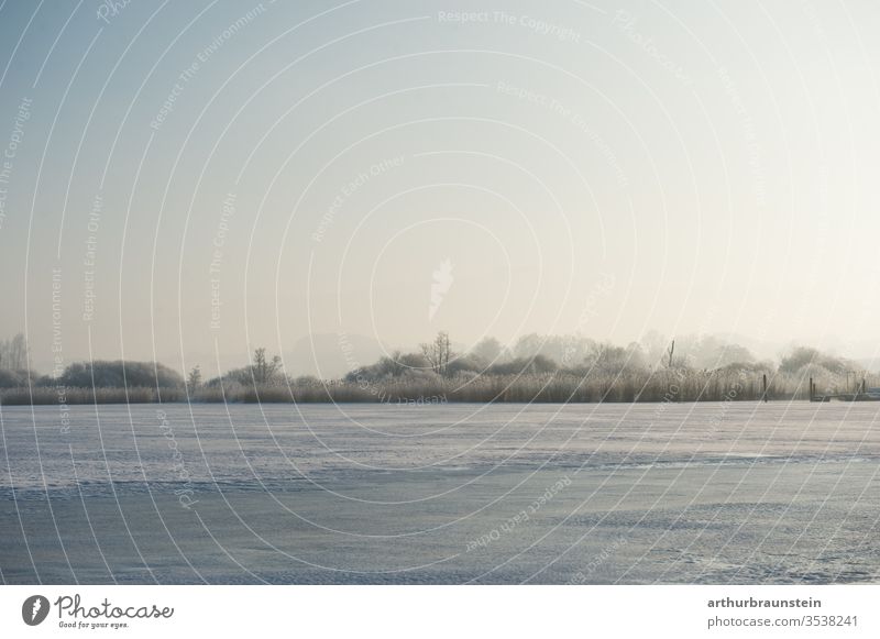 Zugefrorener See mit verschneitem Schilf und Wald Ufer Winter eisfläche eislaufen früh landschaft morgen natur seekirchen wallersee freizeit salzburg horizont