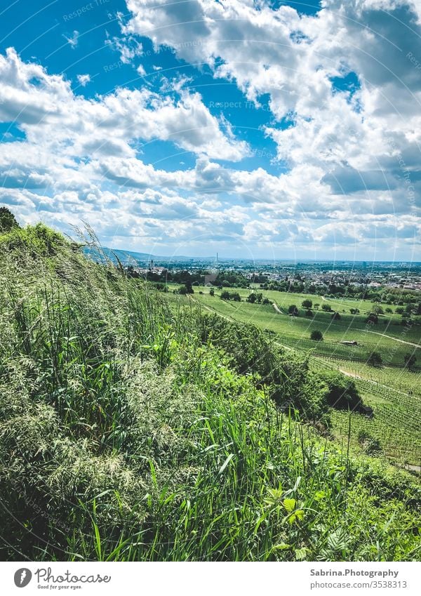 Wolken spenden Schatten in den Weinbergen Wolkenhimmel Schattenspiel Natur grün Schriesheim Horizont Baden-Württemberg Deutschland Europa Weinbau Landschaft