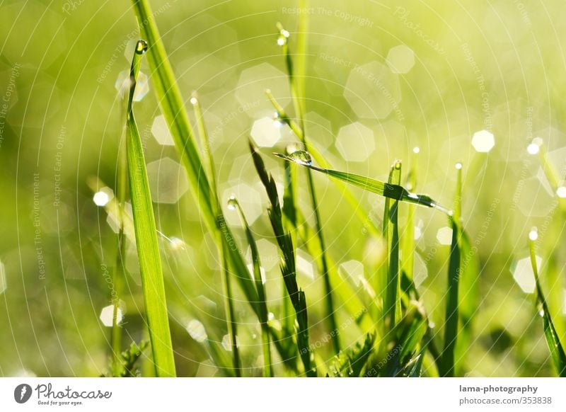 Morgentau Natur Wasser Wassertropfen Sommer Gras Halm Wiese frisch nass grün Tau Sonnenaufgang Farbfoto Außenaufnahme Nahaufnahme Makroaufnahme Sonnenlicht