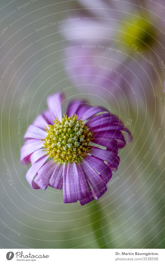 Brachyscome iberidifolia, das Gänseblümchen vom Schwanfluss aus Westaustralien Fluss Blume Blütezeit jährlich krautig Kraut Western Australien magenta Garten