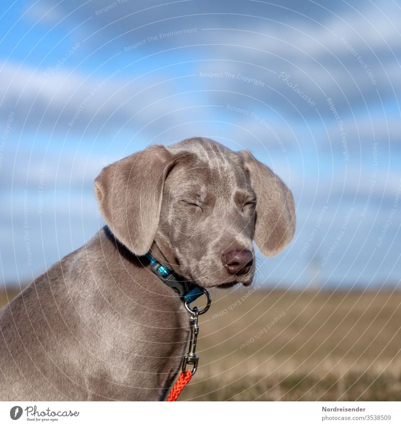 Müde weimaraner welpe hund haustier braun hübsch jagdhund portrait reinrassig sprache gras jung freudig säugetier puppy dog klein halsband draußen outdoor