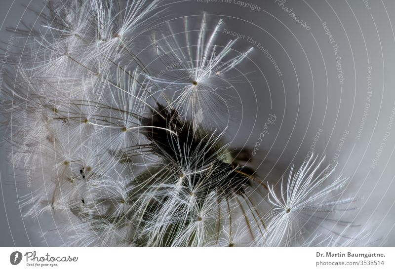 Taraxacum officinale, Löwenzahn. Saatgut Verbundwerkstoffe Unkraut Früchte Nahaufnahme Pflanze Asteraceae Pappus essbar