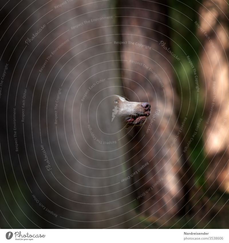 Versteckspiele Hund Hundeschnauze Abstrakt Unschärfe versteckt Portrait Hundeportrait Schnauze Weimaraner Welpe Jagdhund Wald Tarnung kurios spielen Baum