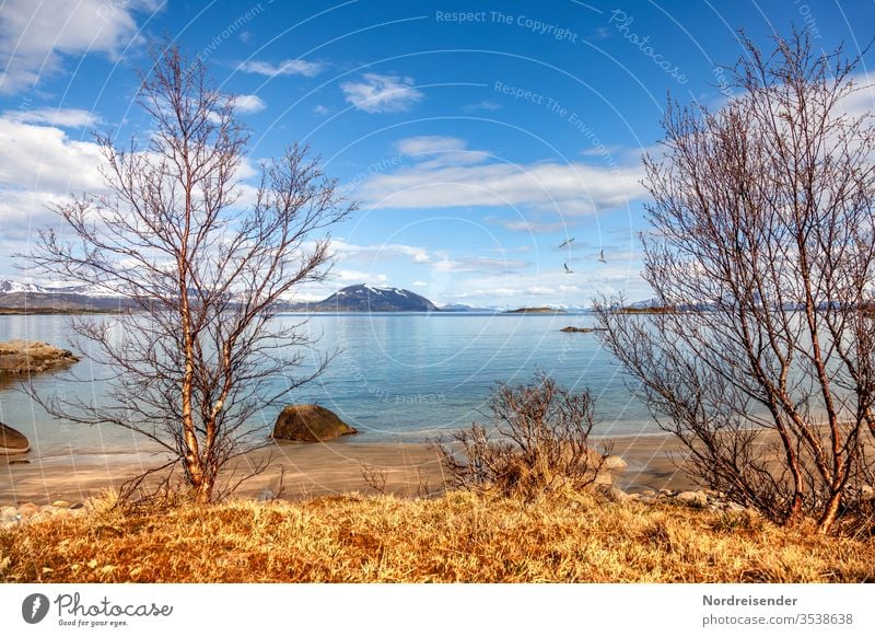 Frühling am Fjord insel küste strand lofoten meer wasser fjord findling felsen bäume birken gras schären norwegen ozean stimmung steine szene aussicht berge