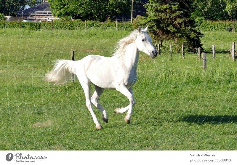 Gallopierendes Pferd Schimmel Araber Koppel Pferdebox Pony Lippizaner gallopieren Reitsport