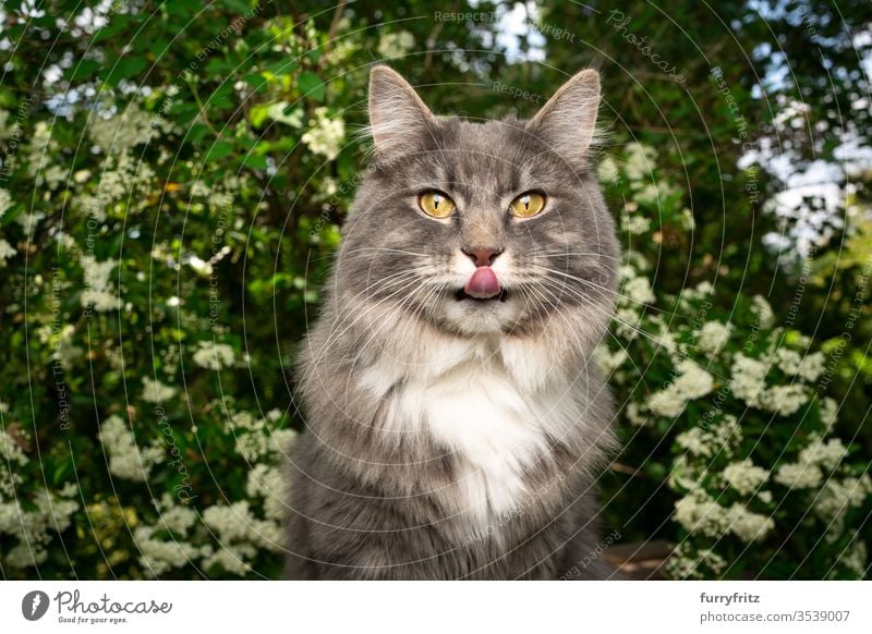 blue tabby Maine Coon Katze mit herausgestreckter Zunge in der Natur Haustiere Ein Tier im Freien grün Botanik Pflanzen Blütezeit Blütenpflanze Buchse weiß