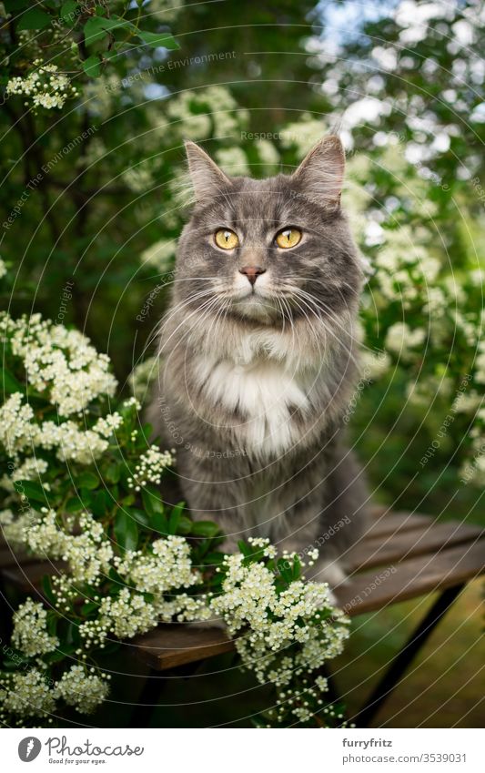 Porträt einer Maine Coon Katze, die im Frühling auf einem Holztisch im Freien unter einem blühenden Baum mit weißen Blüten sitzt Haustiere Ein Tier grün Natur