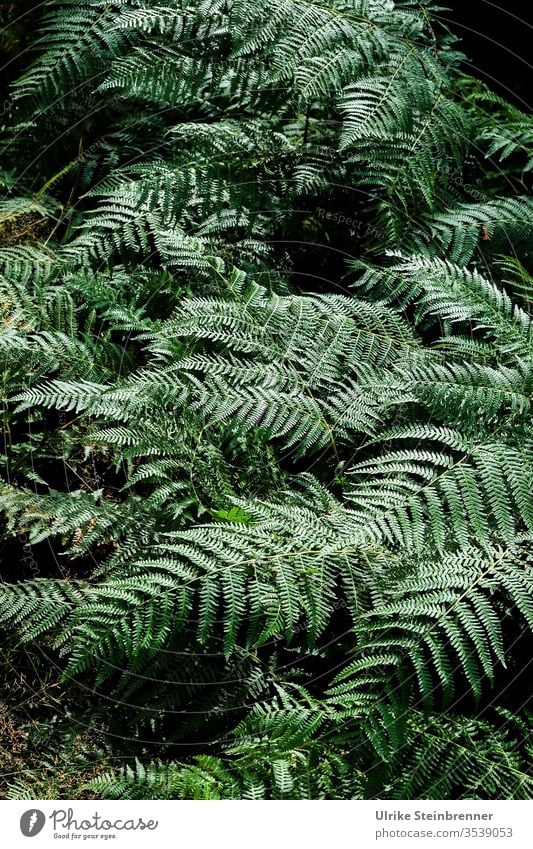 Farne im Schwarzwald Pflanze grün Chlorophyll Fächer Gefäßsporenpflanzen Wald Waldboden Bodendecker Unterholz Natur Wachstum weich