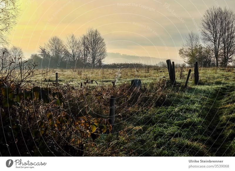 Herbstmorgen im Hochmoor Herbststimmung Schwenninger Moos Bäume Wiese Zaun Büsche Natur Landschaft Gras Umwelt Naturschutzgebiet Jahreszeiten Morgen