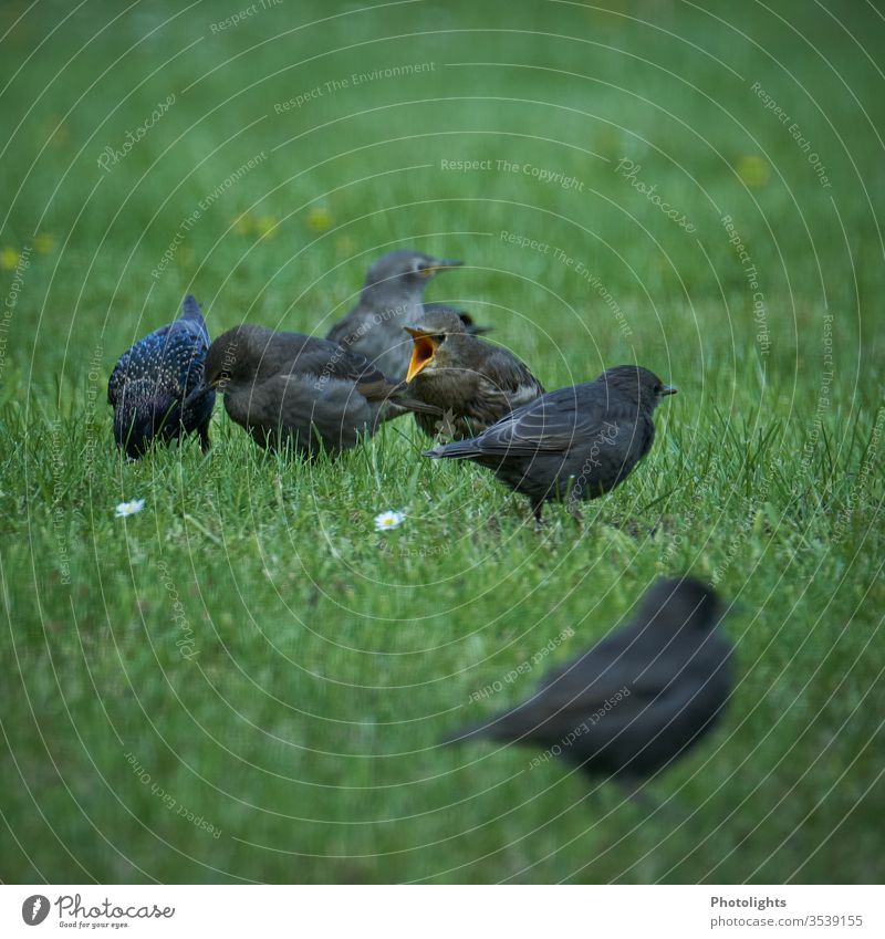 Stare bei der Futtersuche Vogel Tier Farbfoto Menschenleer Wildtier Außenaufnahme Natur Tierporträt Schwarm Tag Textfreiraum oben Schwache Tiefenschärfe