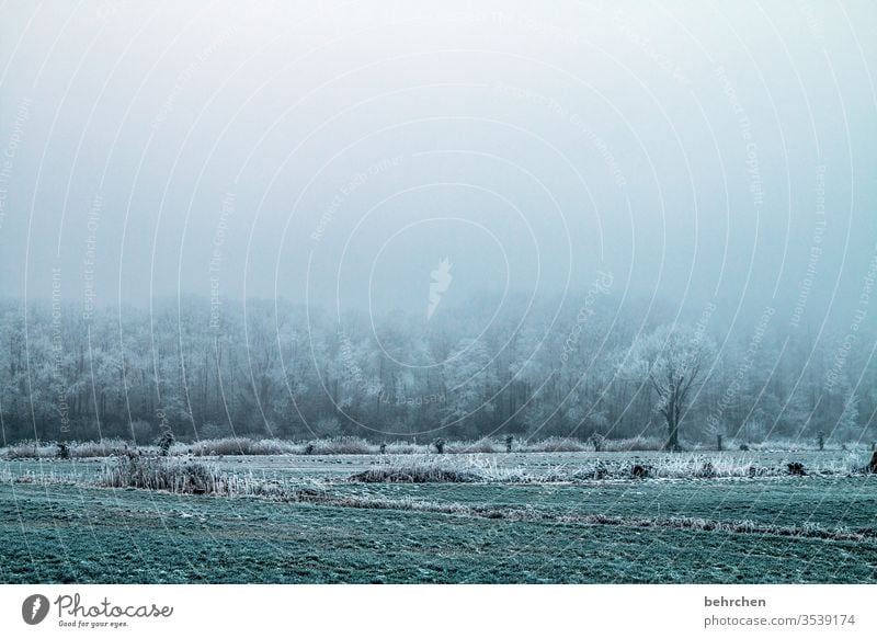 einsamkeit Winterwald Winterstimmung Acker Wintertag Winterspaziergang geheimnisvoll Landwirtschaft Märchenhaft Menschenleer Baum Winterlandschaft Herbst Eis