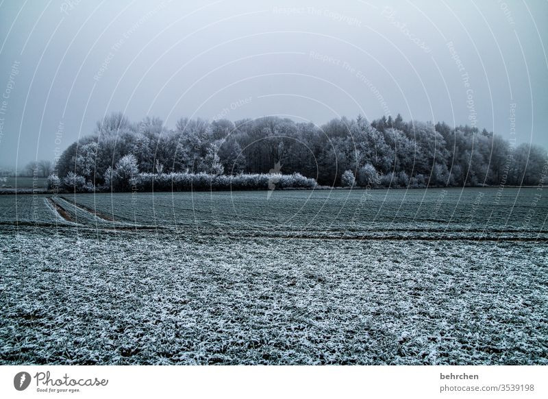 winterstille Märchenwald Winterwald träumen Äste und Zweige Raureif Heimat Winterstimmung Menschenleer Außenaufnahme gefroren Landschaft Frost Bäume Idylle