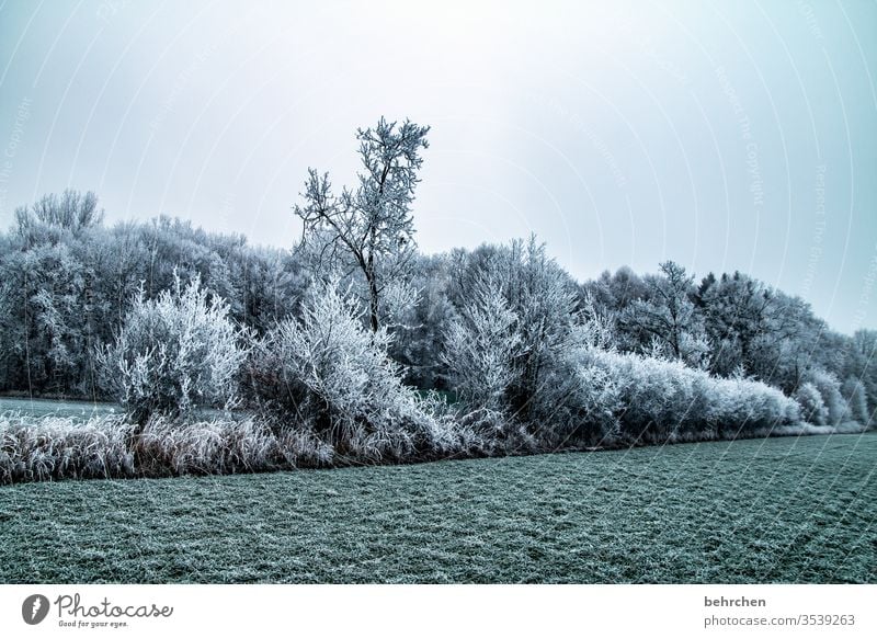 winterpoesie idyllisch verträumt schön Schneelandschaft Winterspaziergang Wintertag Winterstimmung Winterwald geheimnisvoll Märchenhaft Märchenwald Deutschland