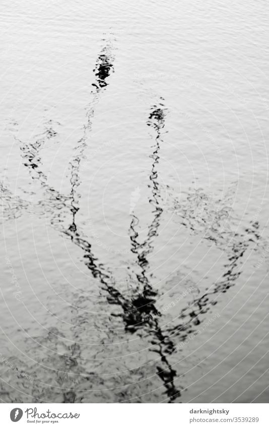 Ast Spiegelung in einem Fluss Natur Spiegelung im Wasser faszination Stille Textfreiraum geheimnisvoll Menschenleer Cover Landschaft Flora Baum ruhig