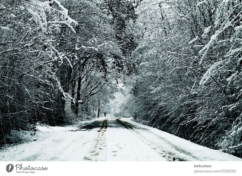 winterweg Winter Wald Schnee Bäume Landschaft Frost Natur Umwelt Winterlandschaft kalt Kälte frieren gefroren Außenaufnahme Baum Menschenleer Raureif