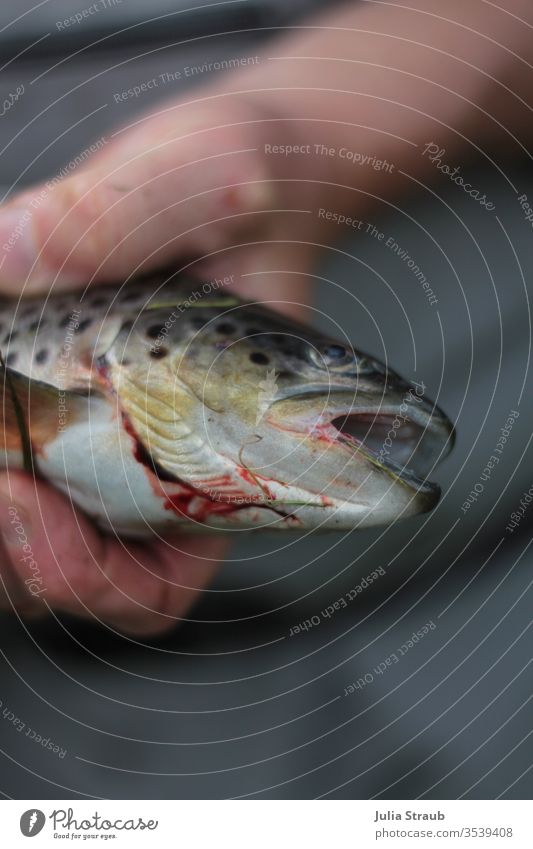 frisch geangelte Forelle Totes Tier tot Fisch Blut schlachten halten kiemen Hände Punkte Luft