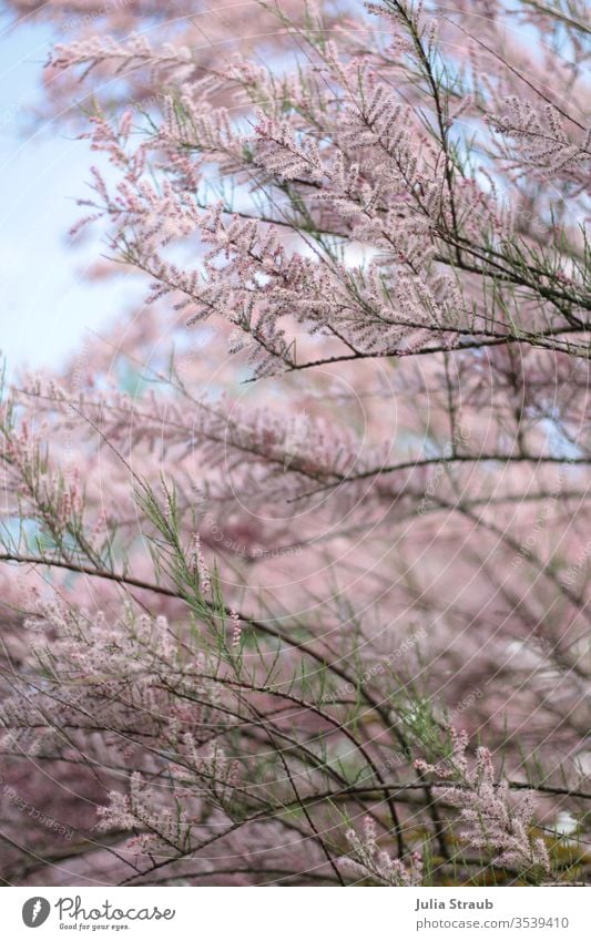 Strauch in voller Blüte strauch rosa flauschig fein Garten Sommer Zweige u. Äste grün Himmel