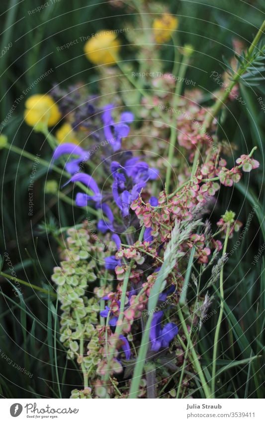 Wildblumenstrauß liegt im Gras Blumen pflücken Blumenstrauß Blumenwiese butterblume Wildpflanze Salbeiblüten grün lila gelb rosa Gräser schön