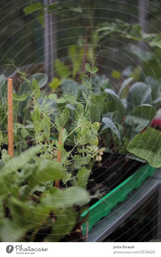 Pflanzen im Gewächshaus Erbsen Blumenkohl Gemüse Lebensmittel Vegetarische Ernährung Bioprodukte Selbsversorger anziehen Frühling Pflanzenteile Kürbis Erde