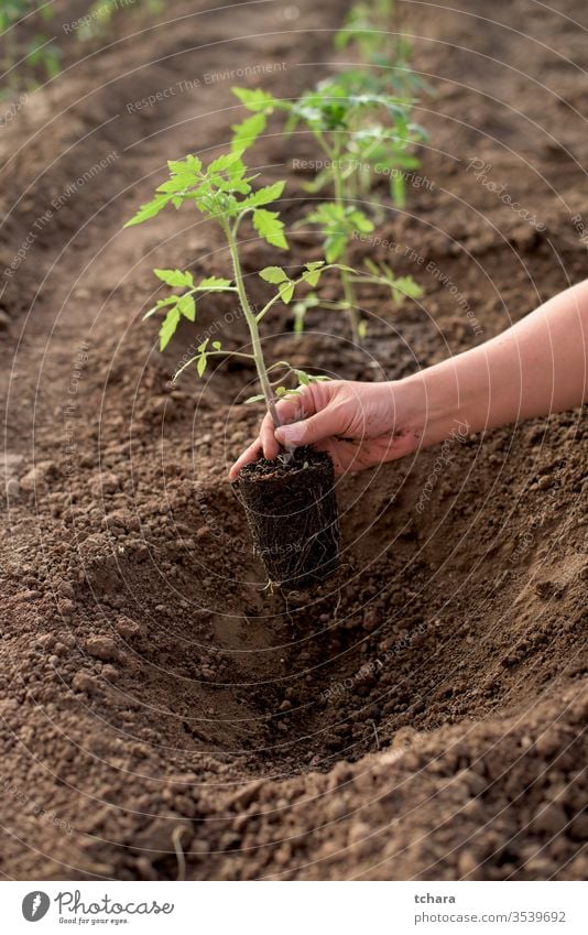 Neue Tomatenpflanze in einem Gemüsegarten selektiv Details Buchse Gewächshaus Nahaufnahme Aussaat saisonbedingt Monokultur Schmutz Frische natürlich Sonnenlicht