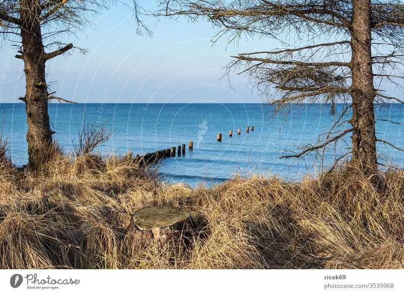 Strand an der Küste der Ostsee bei Graal Müritz Ostseeküste Meer Baum Torfbrücke Düne Dünengras Himmel Wolken blau Mecklenburg-Vorpommern Landschaft Natur