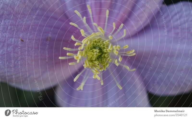 Blumen Liebe Pflanze violett Natur Farbfoto Außenaufnahme Sommer Blüte Duft Umwelt Geruch Makroaufnahme beruhigend natürlich Blühend schön Nahaufnahme Garten