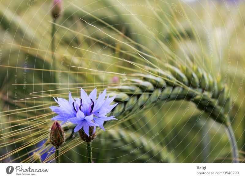 Kornblume und Knospe vor einer unreifen grünen Gerstenähre im Kornfeld Blume Blüte Ähre Umwelt Natur Landwirtschaft Feld Pflanze Außenaufnahme Getreide Farbfoto