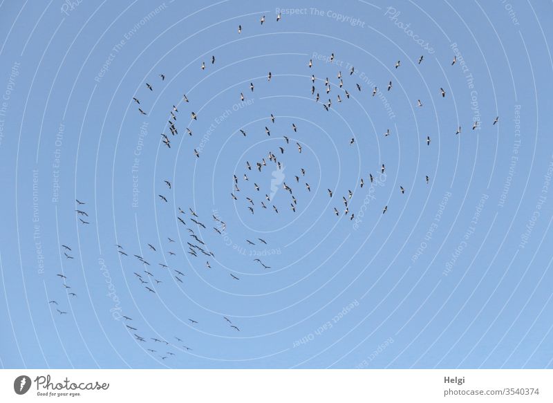 viele Kraniche sammeln sich für den Weiterflug in den Süden am Himmel Zugvogel Vogelzug Vogelschwarm Schwarm versammeln fliegen hoch oben blau grau