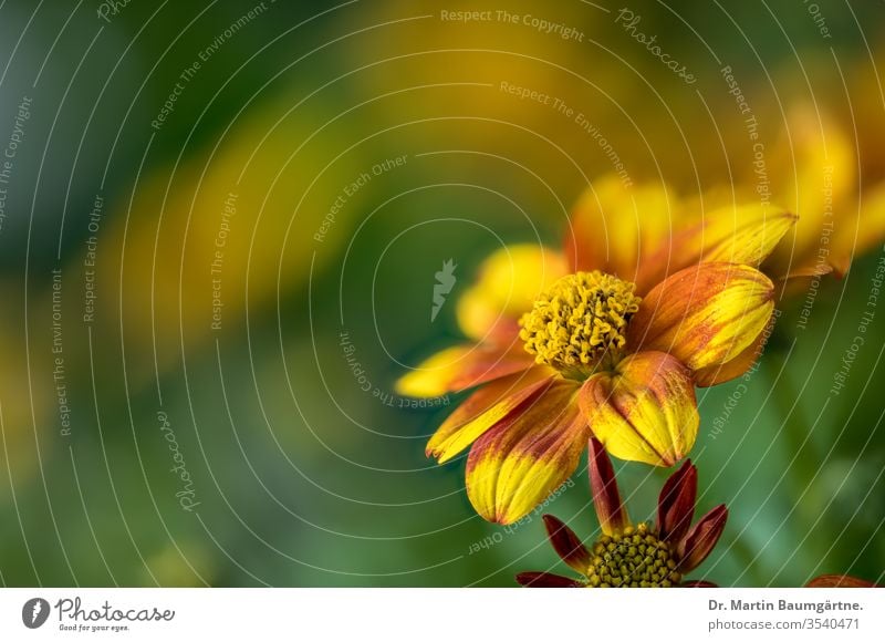 Korbblütler der Gattung Bidens, Zweizahn; Sommerblüher Unschärfe Blume Blüte Pflanze Blütenstand Asteraceae ferulifolia Sorte Compositae