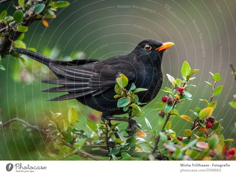 Amsel im Beerenstrauch Turdus merula Kopf Schnabel Auge Flügel Feder gefiedert Tiergesicht Vogel Wildtier Sträucher Zweige u. Äste Blatt Blick beobachten Natur