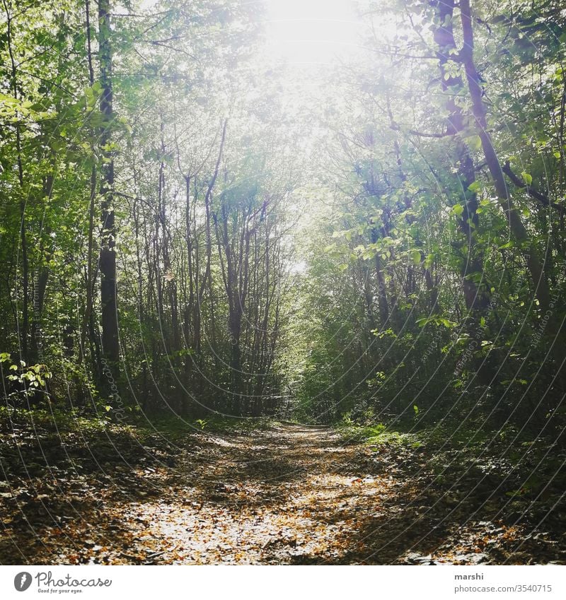 Waldbaden wald waldbaden bäume natur Naturliebe Naturerlebnis baum erholung freizeit erleben ruhe auszeit flora weg wandern Wanderausflug Wanderung